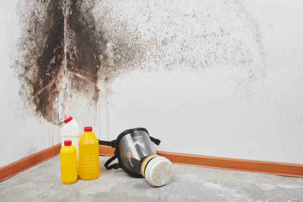Best Mold Remediation for Specific Building Types in The Dalles, OR