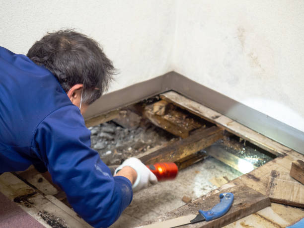 Best Attic Mold Remediation in The Dalles, OR