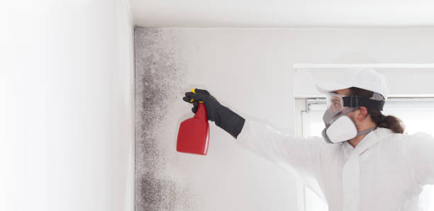 Best Residential Mold Remediation in The Dalles, OR